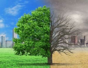 My family tree is sick